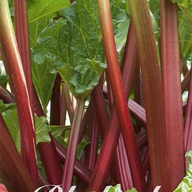 Rabarbra-Rhubarb Victoria 1-pakning